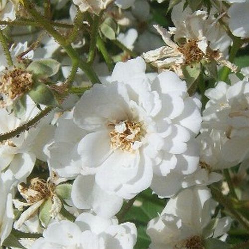 Online rózsa webáruház - parkrózsa - fehér - Rosa Guirlande d'Amour® - intenzív illatú rózsa - Louis Lens - Nagyobb terek intenzív illatú, folyamatosan virágzó karaktere.